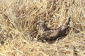 Hen Harrier female at nest in a protected parcel ; The farmer has protected the nest of Harriers avoiding mowing Barley on a parcel of 4mx4m. The animals are not killed and are then protected from predators. In two years of follow-up : 100% success to fledging.