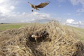Hen Harrier female arriving at her protected nest ; The farmer has protected the nest of Harriers avoiding mowing Barley on a parcel of 4mx4m. The animals are not killed and are then protected from predators. In two years of follow-up : 100% success to fledging.