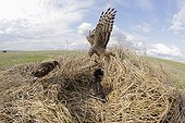 Hen Harrier female arriving at her protected nest ; The farmer has protected the nest of Harriers avoiding mowing Barley on a parcel of 4mx4m. The animals are not killed and are then protected from predators. In two years of follow-up : 100% success to fledging.
