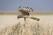 Hen Harrier female arriving at her protected nest ; The farmer has protected the nest of Harriers avoiding mowing Barley on a parcel of 4mx4m. The animals are not killed and are then protected from predators. In two years of follow-up : 100% success to fledging.