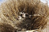 Montagu's Harrier chicks in their protected nest France ; The farmer has protected the nest of Harriers avoiding mowing Barley on a parcel of 4mx4m. The animals are not killed and are then protected from predators. In two years of follow-up : 100% success to fledging.
