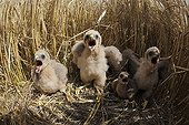 Montagu's Harrier chicks in their protected nest France ; The farmer has protected the nest of Harriers avoiding mowing Barley on a parcel of 4mx4m. The animals are not killed and are then protected from predators. In two years of follow-up : 100% success to fledging.