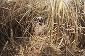 Montagu's Harrier chicks in their protected nest France ; The farmer has protected the nest of Harriers avoiding mowing Barley on a parcel of 4mx4m. The animals are not killed and are then protected from predators. In two years of follow-up : 100% success to fledging.