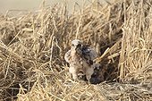 Montagu's Harrier chicks in their protected nest France ; The farmer has protected the nest of Harriers avoiding mowing Barley on a parcel of 4mx4m. The animals are not killed and are then protected from predators. In two years of follow-up : 100% success to fledging.