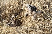 Montagu's Harrier chicks in their protected nest France ; The farmer has protected the nest of Harriers avoiding mowing Barley on a parcel of 4mx4m. The animals are not killed and are then protected from predators. In two years of follow-up : 100% success to fledging.