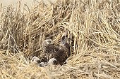 Hen Harrier female and chicks at nest France ; The farmer has protected the nest of Harriers avoiding mowing Barley on a parcel of 4mx4m. The animals are not killed and are then protected from predators. In two years of follow-up : 100% success to fledging.