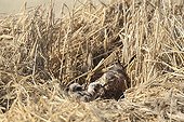Hen Harrier female and chicks at nest France ; The farmer has protected the nest of Harriers avoiding mowing Barley on a parcel of 4mx4m. The animals are not killed and are then protected from predators. In two years of follow-up : 100% success to fledging.