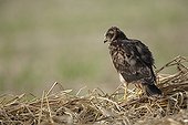 Montagu's Harrier juvenile exerted flying near the nest ; The farmer has protected the nest of Harriers avoiding mowing Barley on a parcel of 4mx4m. The animals are not killed and are then protected from predators. In two years of follow-up : 100% success to fledging.