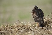 Montagu's Harrier juvenile exerted flying near the nest ; The farmer has protected the nest of Harriers avoiding mowing Barley on a parcel of 4mx4m. The animals are not killed and are then protected from predators. In two years of follow-up : 100% success to fledging.