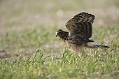 Montagu's Harrier juvenile exerted flying near the nest ; The farmer has protected the nest of Harriers avoiding mowing Barley on a parcel of 4mx4m. The animals are not killed and are then protected from predators. In two years of follow-up : 100% success to fledging.