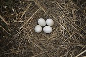 Montagu's Harrier eggs in the nest France ; The farmer has protected the nest of Harriers avoiding mowing Barley on a parcel of 4mx4m. The animals are not killed and are then protected from predators. In two years of follow-up : 100% success to fledging.