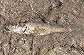 Zander died in a dry pond Country Dombes Ain France 