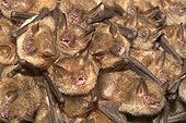 Breeding colony of Geoffroy's Myotis Isere France