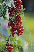 Red currants in a safety net in late June