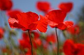 Poppy flower in a garden fallow Provence France 