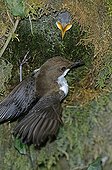 White-throated Dipper and chick at nest France