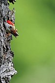 Middle Spotted Woodpecker nest cleaning France 