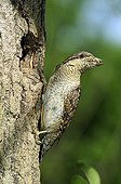 Wryneck feeding at the entrance to its nest France 