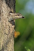 Wryneck throwing fecal of young France