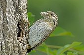 Wryneck feeding at the entrance to its nest France 