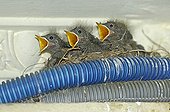 Young Black Redstart nest on electrical ducts France