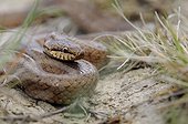 Smooth Snake on the lookout France 