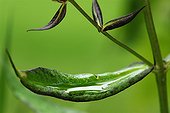 Rainwater in a leaf of sweet peas France