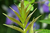 Young leaves of Sumac in summer France