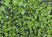 Chervil and Parsley Roquette mixed one month after planting