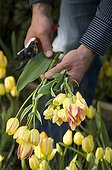Harvesting Tulip 