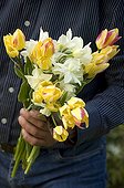 Harvesting Tulip and development of a bouquet