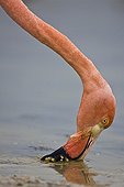Red Flamingo filter mud Isabella Galapagos