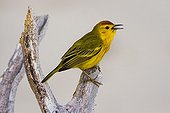 Yellow Warbler singing on a branch Isabella Galapagos