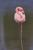 Flamingo red resting on one leg Isabella Galapagos 