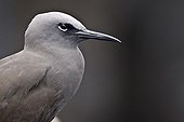 Portrait of Brown Noddy Isabella Galapagos