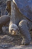 Last Giant Turtle of Pinta island Galapagos ; Lonesome George