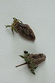 Rotten strawberries in studio