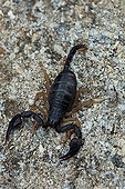 European yellow tailed scorpion on a rock in Provence France