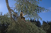 Barbary macaque into an African cedar in Morocco