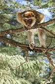 Barbary macaque climbing on trees in the cedar forest
