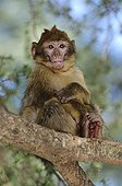 Young Barbary Macaque sitting on trees in the cedar forest
