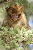 Young Barbary Macaque sitting on trees in the cedar forest