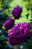 Peonies in bloom in a garden
