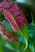 Damage caused by peach leaf curl