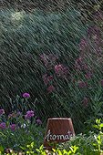 Watering with sprinklers in a flowered garden