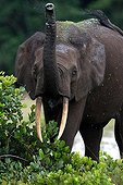 African Elephan sprinkling in Loango NP Gabon