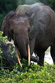 African Elephan sprinkling in Loango NP Gabon