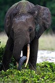 African Elephan injured his mistake by a trap Gabon