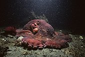 Giant Pacific Octopus British Columbia North Pacific Ocean