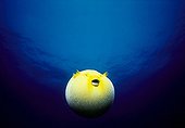 Guieafowl Pufferfish inflated with water in open ocean ; Yellow Form 